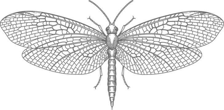 Detailed black and white illustration of a cicada showing delicate veined wings and segmented body