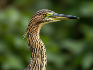 Closeup of a striated herons head and neck with sharp beak and detailed feathers