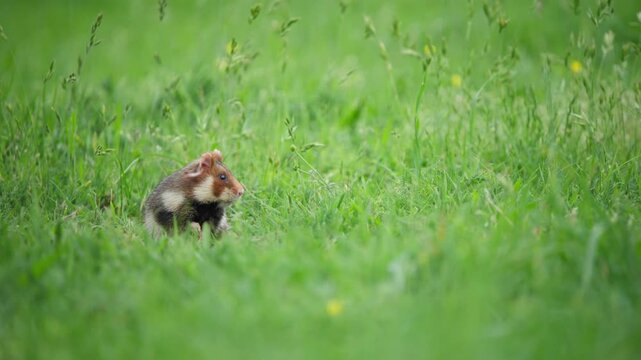 European hamster looks around curiously, as if saying &ldquo;what?&rdquo; comically.
