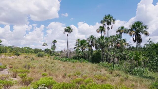 Brazilian Cerrado landscape showing degraded vegetation with dry riverbed and buriti and babassu palm trees under a cloudy sky, illustrating habitat loss and environmental impact