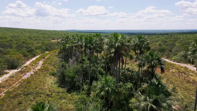Brazilian Cerrado vereda with clusters of buriti palms and extensive degraded vegetation beside a dry riverbed, illustrating drought, habitat loss and environmental stress