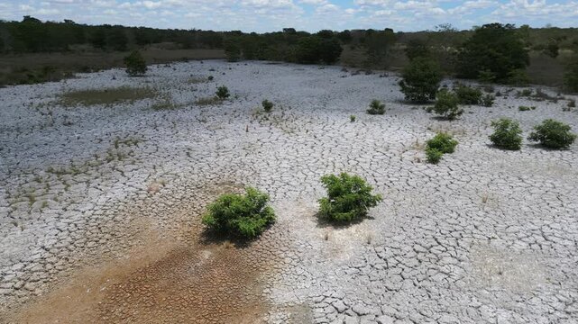 Aerial drone view documents ecological restoration in a dry river basin within the Cerrado biome of Goi&aacute;s, Brazil, highlighting cracked sediment, shallow lagoons and native shrubs adapted to drought