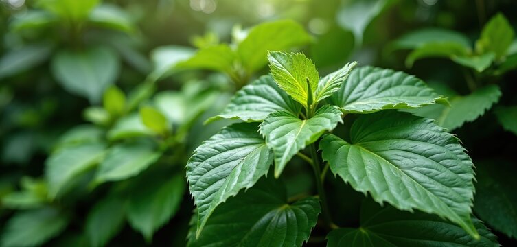 Green kava plant leaves grow in a lush rainforest garden. This tropical flora is used for traditional island drinks and herbal remedies, promoting wellness.