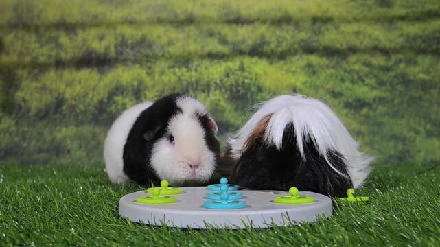 meerschweinchen tier natur nager fressen spiel
