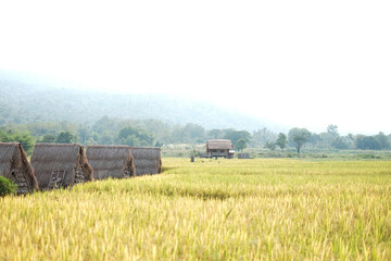 Fototapeta premium Local Rustic thatched hut resort in rice fields agriculture and mountain for travel in Thailand