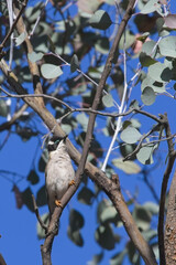 Black-chinned Honeyeater (Melithreptus gularis) perched in a tree, Victoria, Australia.