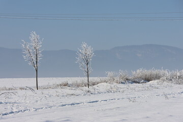 Obraz premium winter landscape with two young trees coated in frost standing in a snow-covered field.