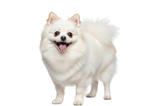 Adorable white pomeranian dog standing happily with tongue out isolated on transparent background