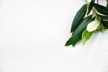Obraz premium Olive branch on white textured linen surface - Minimalist natural background with negative space