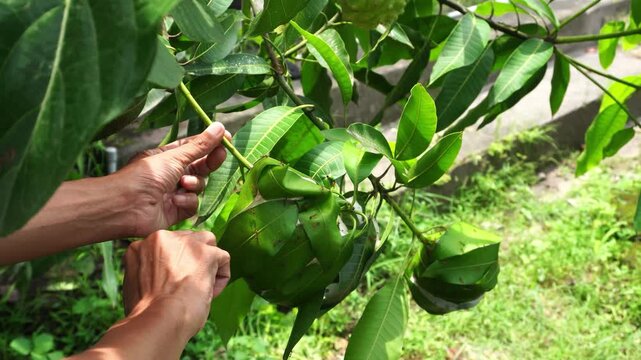 Human hands carefully open a natural nest of weaver ant or Oecophylla smaragdina on a tree branch. The camera captures authentic movement with a steady close shot to present the biological colony.