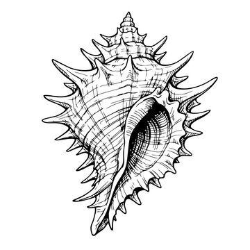 Exotic shell vector illustration in line art style. Black and white image of an ocean animal in sketch style. Mollusk shell.