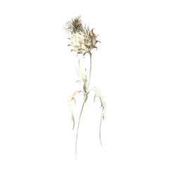Hand painted watercolor illustration thistle isolated on white background, dried grass stem, wild meadow