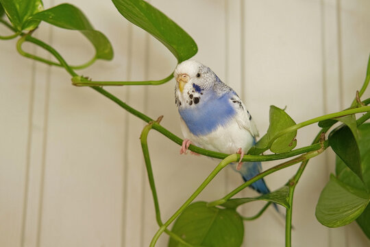 Budgerigar. Funny blue purple parakeet climbing up and down at the green plant. Cute budgie having fun, looking around. A tamed bird. Pet parrot. High quality 4k footage. Cozy Home. Domestic Animals