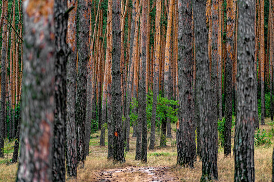 A forest of tall thin trees with a path leading through it. A dirt road in the middle of a pine forest