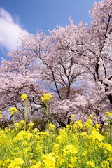 Obraz premium 青空に映える満開の桜と菜の花