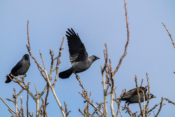 Obraz premium Jackdaw taking flight from bare tree branch