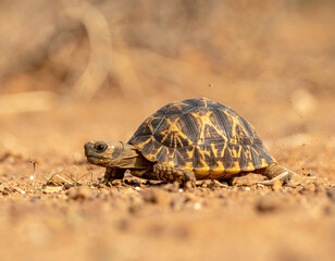 Fototapeta premium Witness the steady journey of an Indian Star Tortoise across arid terrain. This vibrant macro image captures natures resilience and patience, perfect for wildlife and conservation projects.
