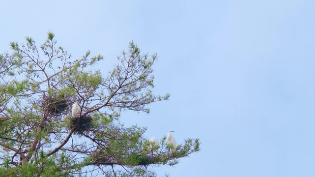 木の上のサギの巣