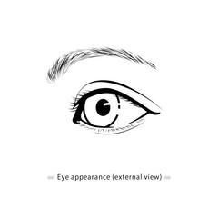Eye appearance illustration (external view, line art vector)