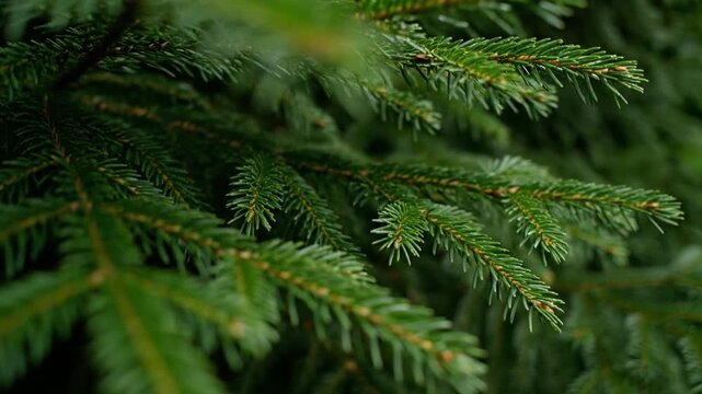 A close-up view of lush green fir branches with artificial intelligence analysis of botanical details in a serene forest environment