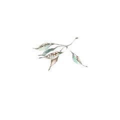 Obraz premium Delicate watercolor illustration of a wild plant branch with seed pods, Suitable for floral compositions, wedding stationery, branding, packaging, wall art, and nature-inspired design projects.
