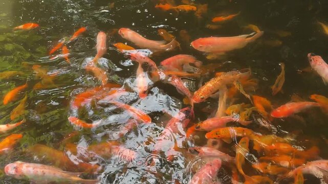 4k footage koi pond with red koi and golden koi fish swimming underneath water pond with stone base. Koi fish swimming creating ripples and splashing water surfaces.