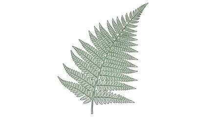 Naklejka premium Fern frond illustration on white background for botanical design