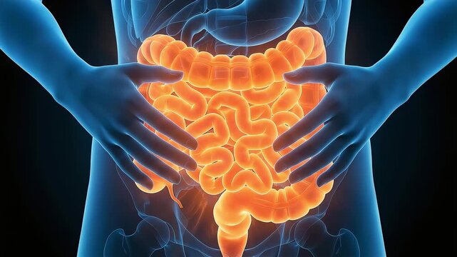 Female intestinal discomfort image. 3D human anatomy animation with abdomen and intestines glowing red.