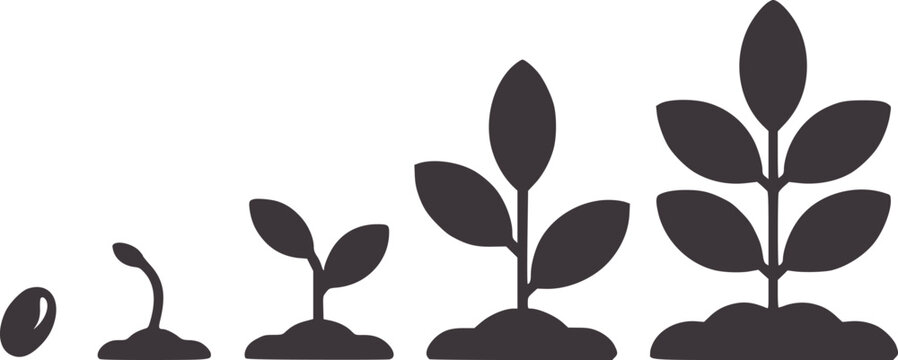 Four stages of plant growth from seed to seedling sprout