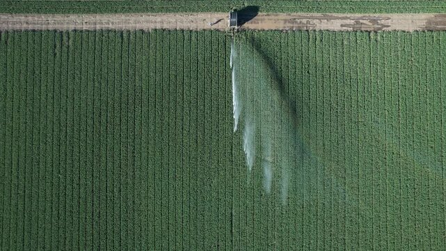 Top down view of a rotary sprinkler irrigating a green alfalfa field