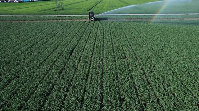 Top down over rotary sprinkler cart irrigating alfalfa field with rainbow effect