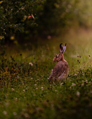 Obraz premium rabbit in the grass