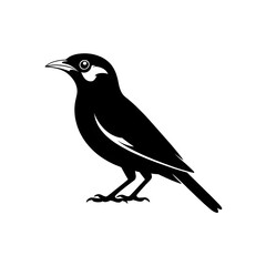 Obraz premium black crow on white background