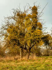 Fototapeta premium Alter Baum mit vielen Misteln