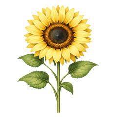 Obraz premium Bright Yellow Sunflower Bloom Isolated on Transparent Background