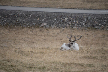 One arctic reindeer in the grass in Longyearbyen, Svalbard © Jani Katajisto
