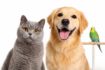 Obraz premium Golden retriever and british shorthair cat with budgie on perch, pet store promo isolated on white