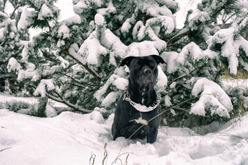  Pies na zimowym spacerze. Sylwetka czarnego psa rasy american stafford terrier na tle zimowego krajobrazu. © Aneta