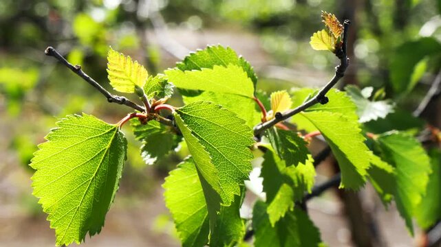 A Karelian birch branch with small, carved, bright green young leaves sways in the wind in the light of the northern sun in early summer.