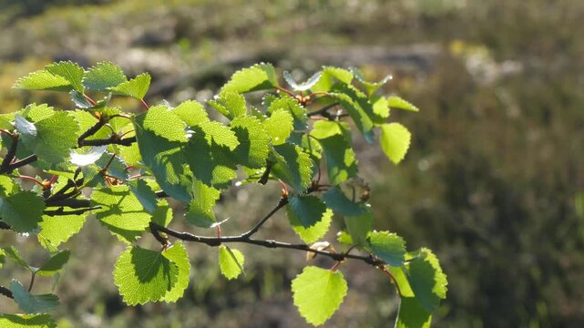 A Karelian birch branch with small, carved, bright green young leaves sways in the wind in the light of the northern sun in early summer.