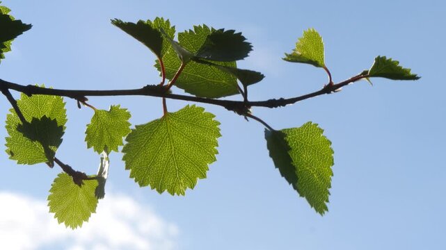 A Karelian birch branch with small, carved, bright green young leaves sways in the wind in the light of the northern sun in early summer.
