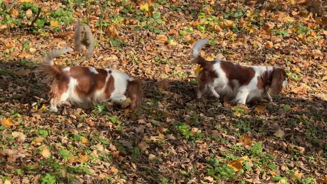 Two dogs toy cavalier spaniel in the autumn park.