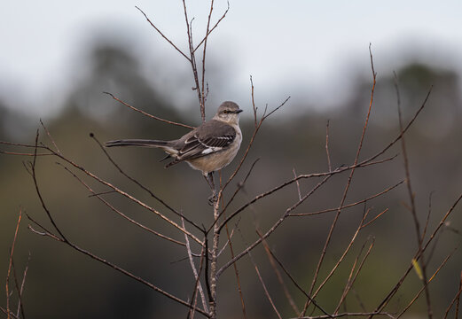 Northern Mockingbird (Mimus polyglottos) perched on a tree branch at the Ocala Wetlands Park in Ocala Florida