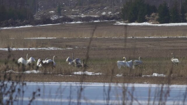 Swans and deers, Porkkalaniemi Finland (Joutsenet ja peurat)