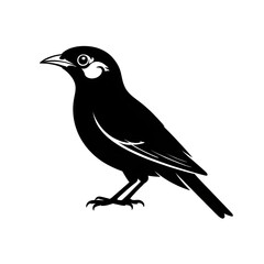 Obraz premium crow on a white background