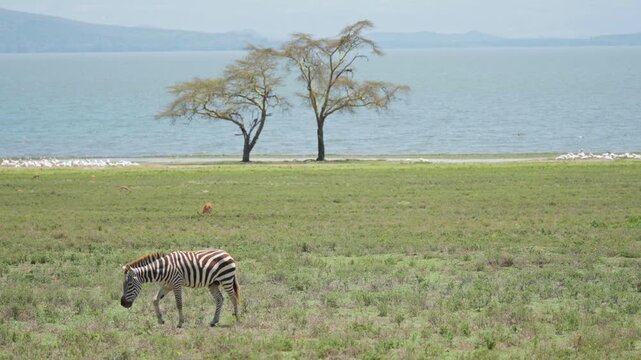 Single zebra grazing on open green grassland near a large freshwater lake with sparse trees and distant shoreline in Kenya.