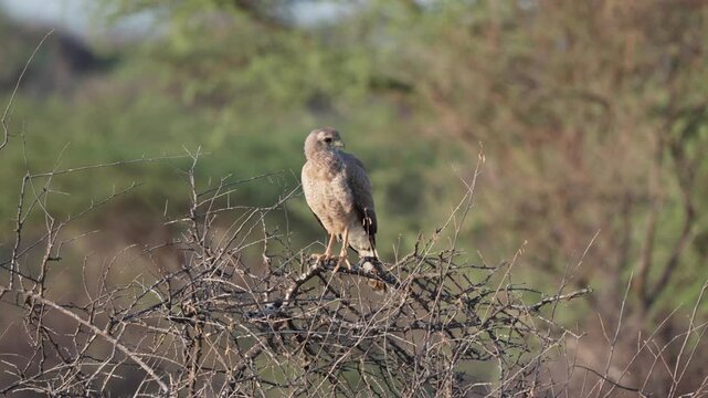 Juvenile eastern chanting goshawk perched on dry thorny branches in arid savanna landscape of Samburu National Reserve in Kenya.