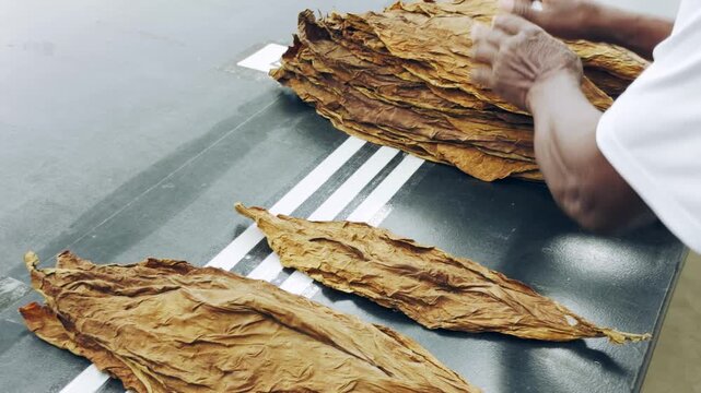 Worker hands sorting through a pile of dried tobacco leaves. Quality selection process for artisanal cigar making. Close-up