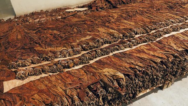 Rows of dried tobacco leaves laid out for curing and fermentation process. Traditional cigar manufacturing in the Dominican Republic