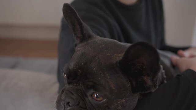 Close up of black French bulldog sitting calmly on a persons lap